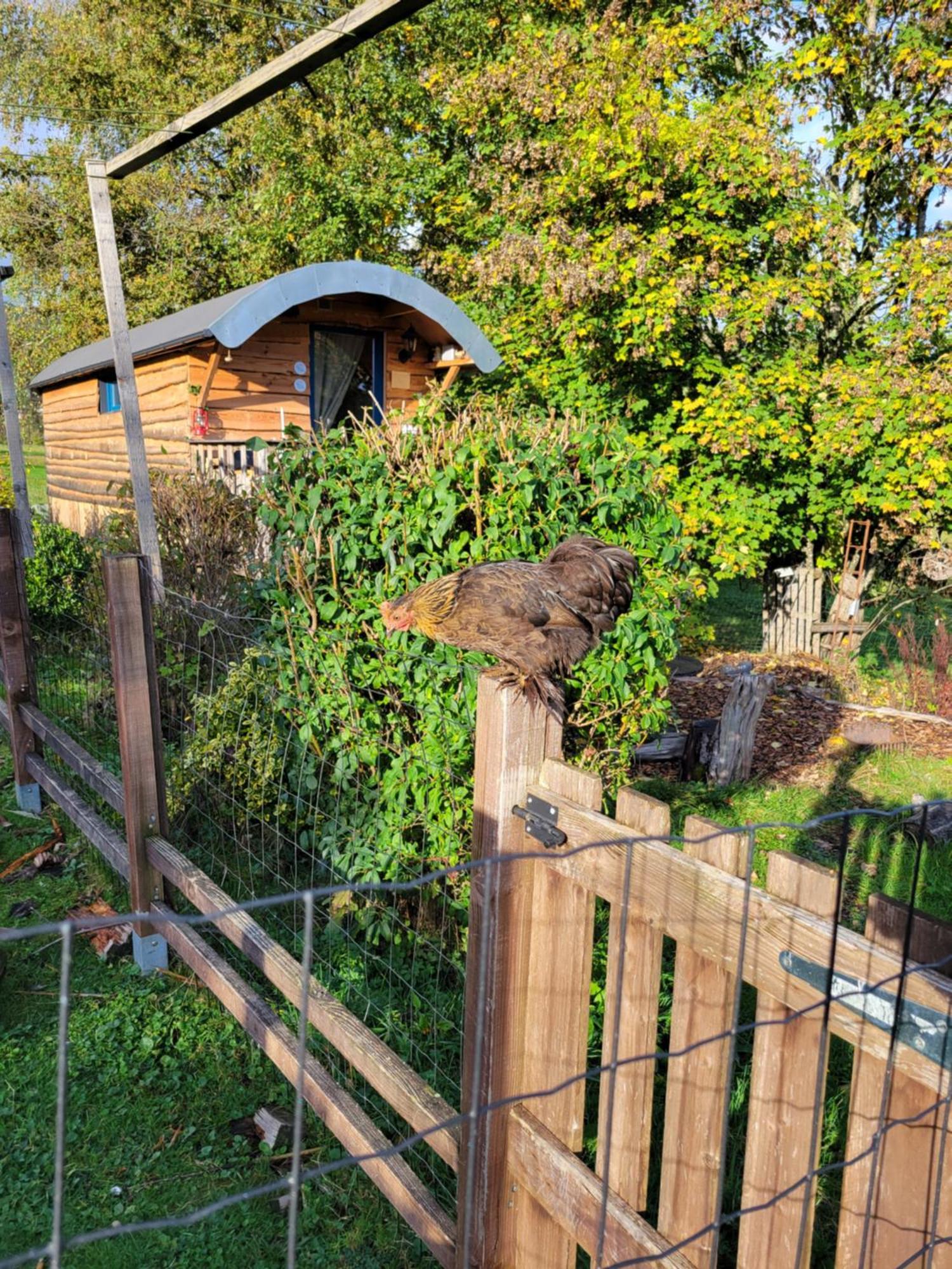 La Roulotte Tiny House Du Mond'Ideal Leval  Rom bilde
